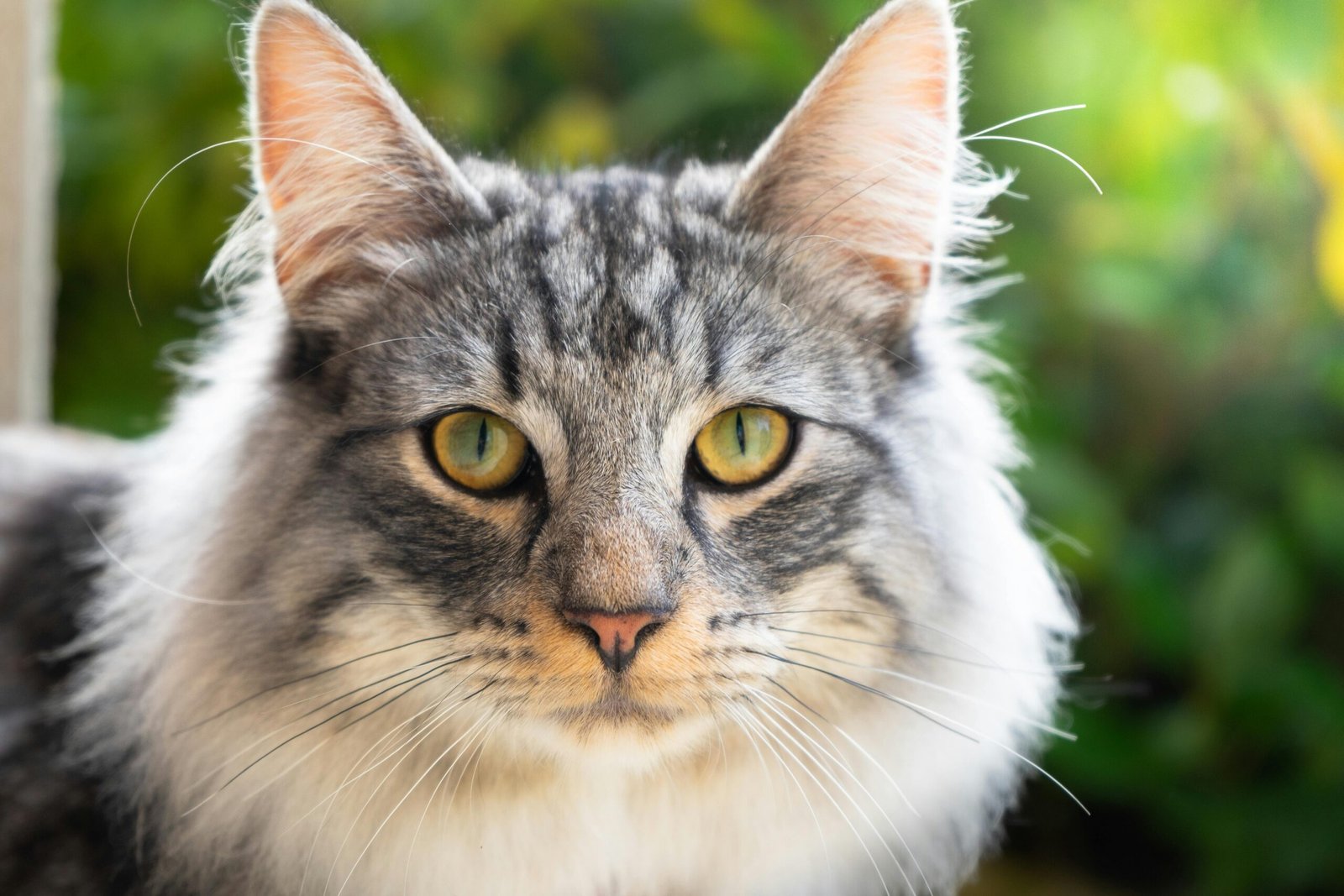 Les erreurs courantes à éviter avec les friandises pour chiens et comment les utiliser intelligemment