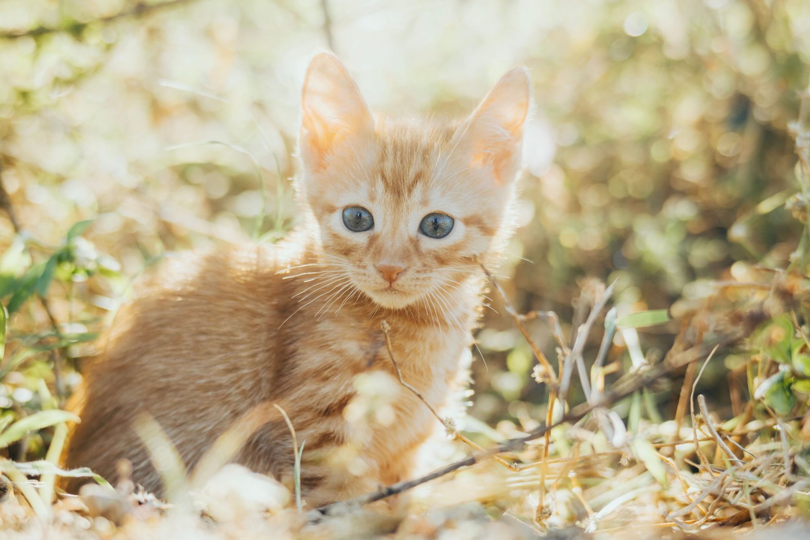 Comment créer une routine de repas plus calme pour un chat très gourmand ?