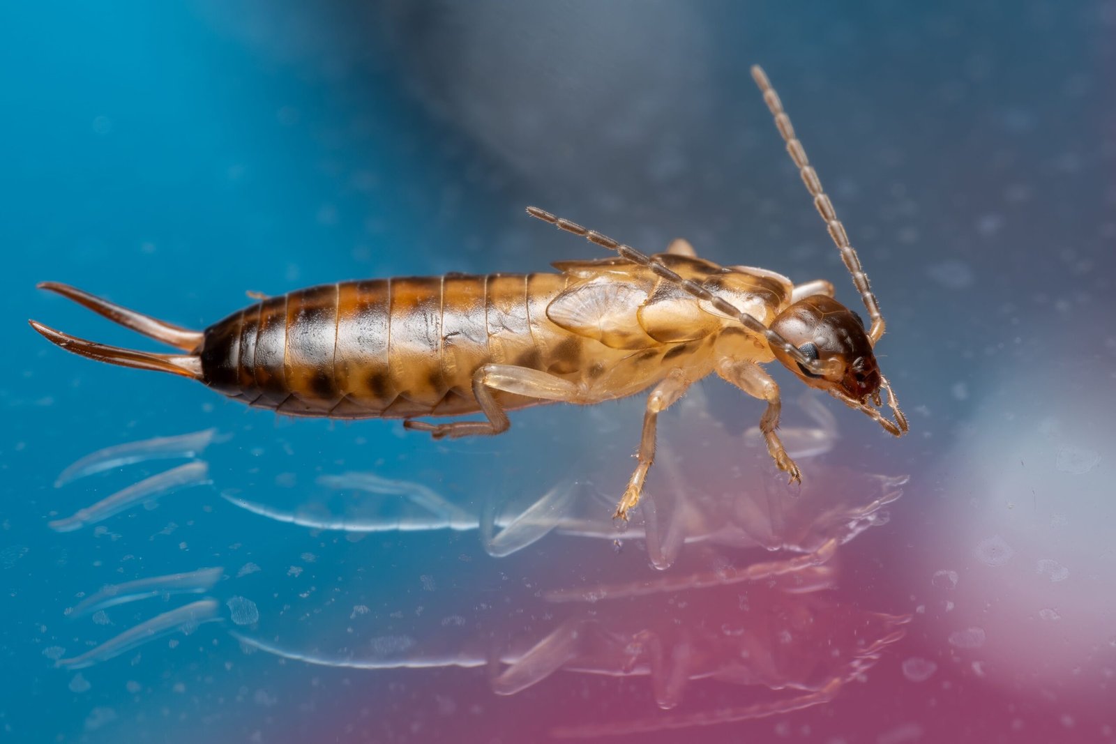Pourquoi les nuisibles reviennent-ils après un traitement et comment éviter une nouvelle infestation ?