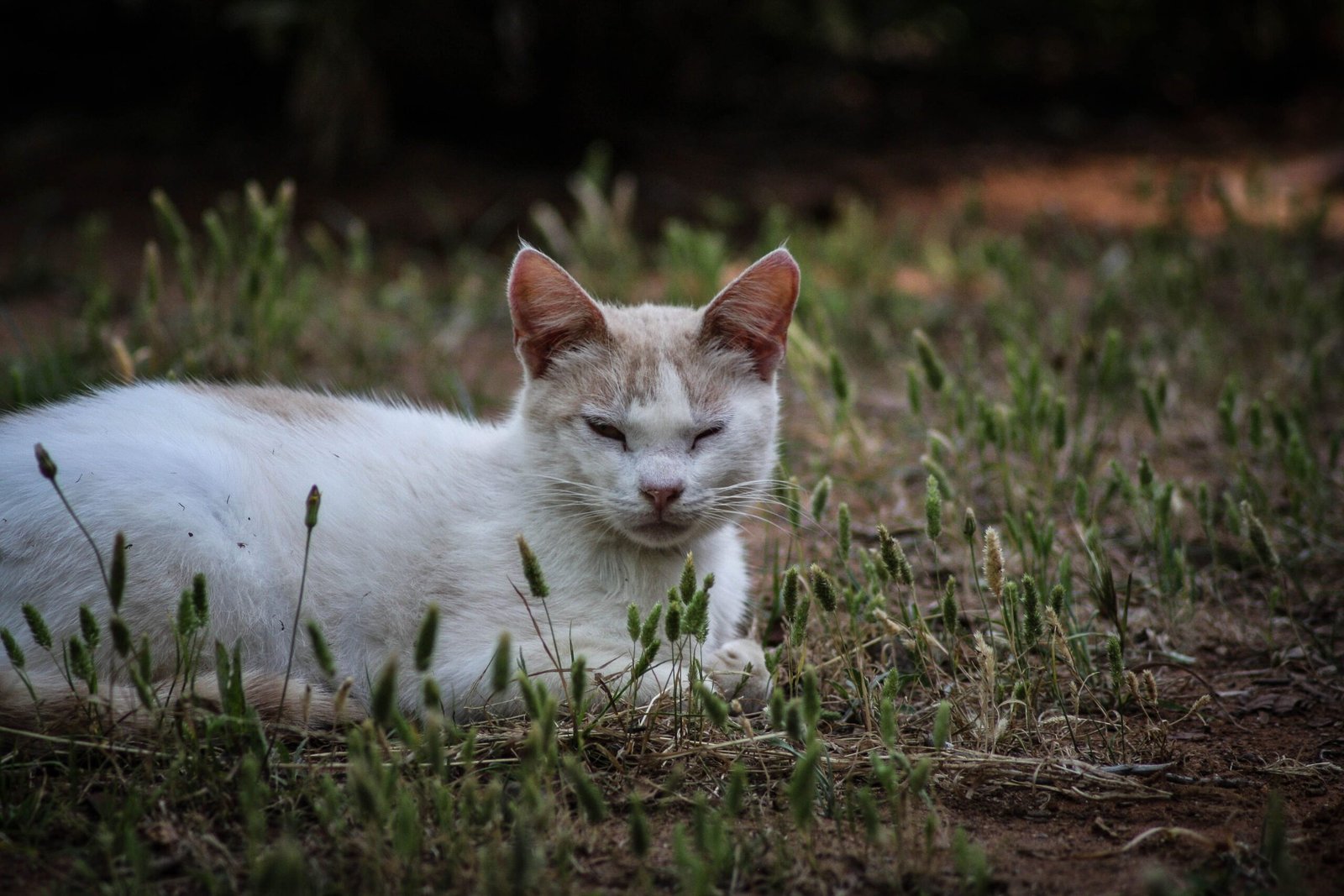 L&rsquo;alimentation thérapeutique et le bien-être au cœur de l&rsquo;animalerie chat & chien